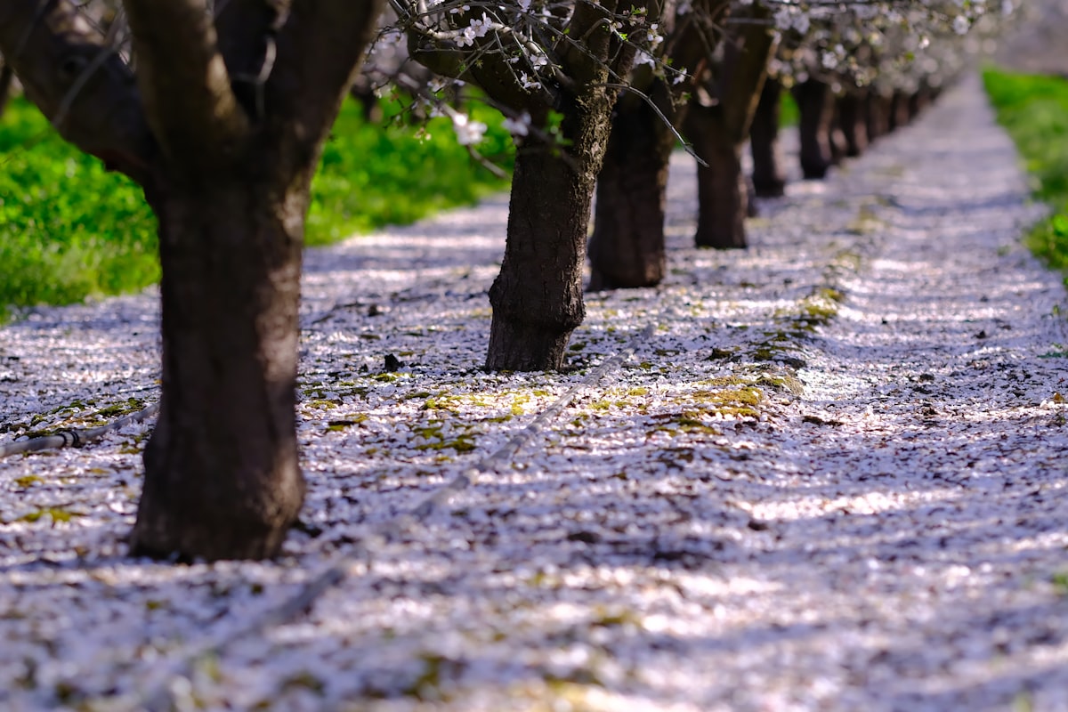 Row of almond trees with blossoms in a California orchard