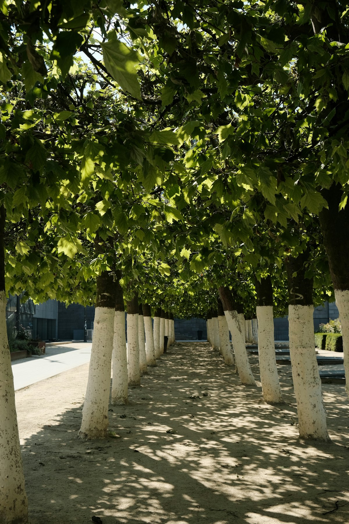 Row of pistachio trees in a California orchard