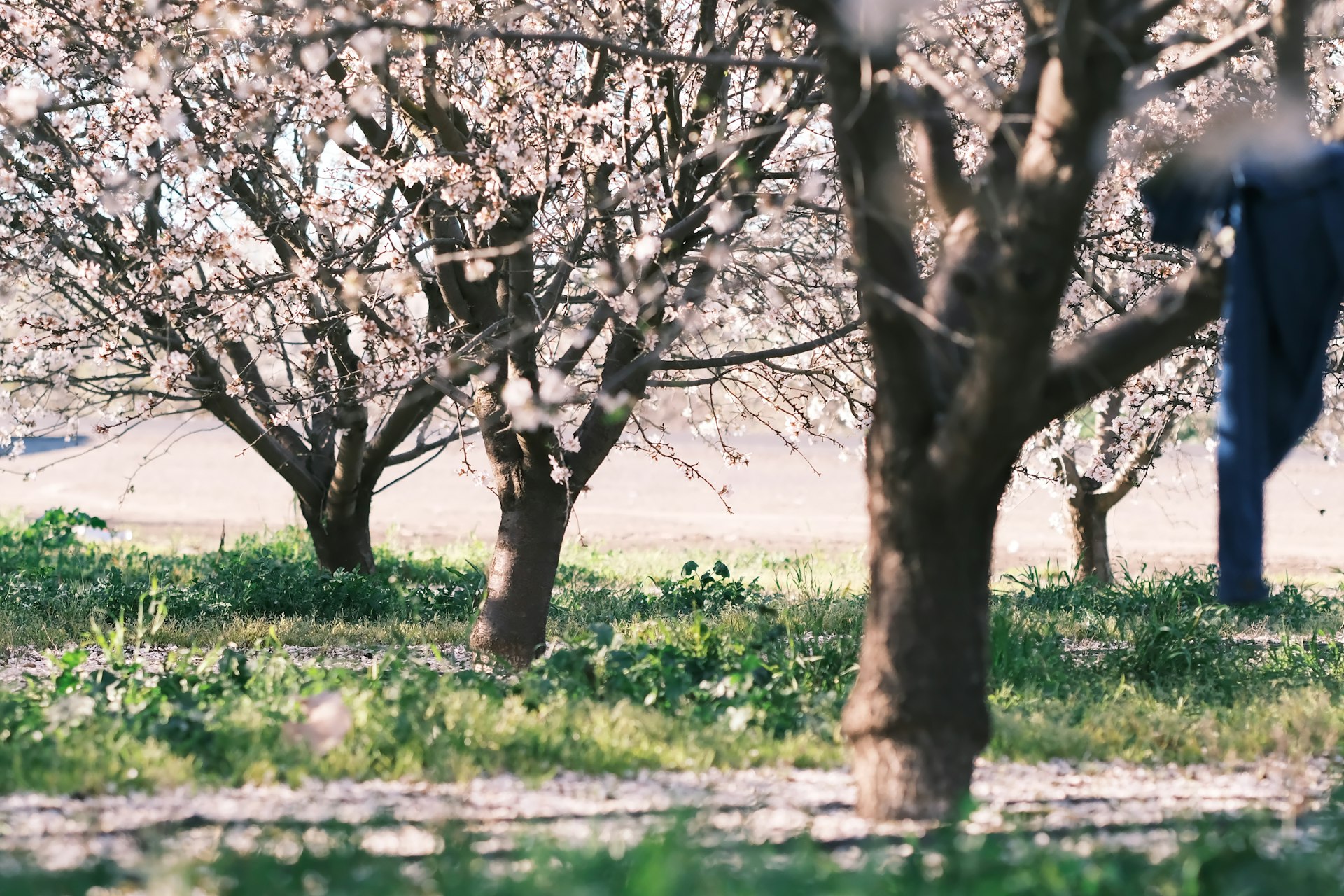 Blooming almond trees in a green field