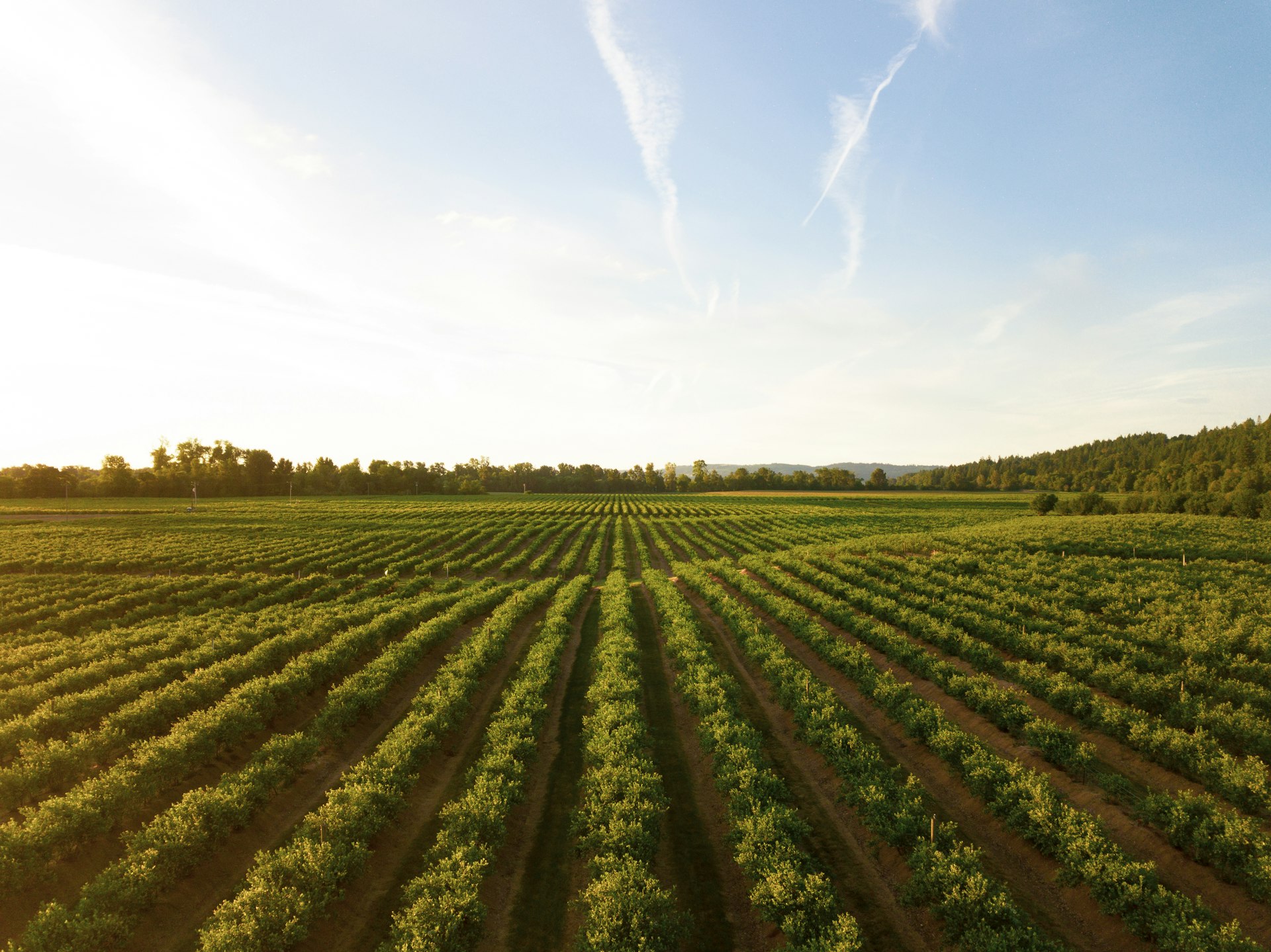 Agricultural field rows at golden hour