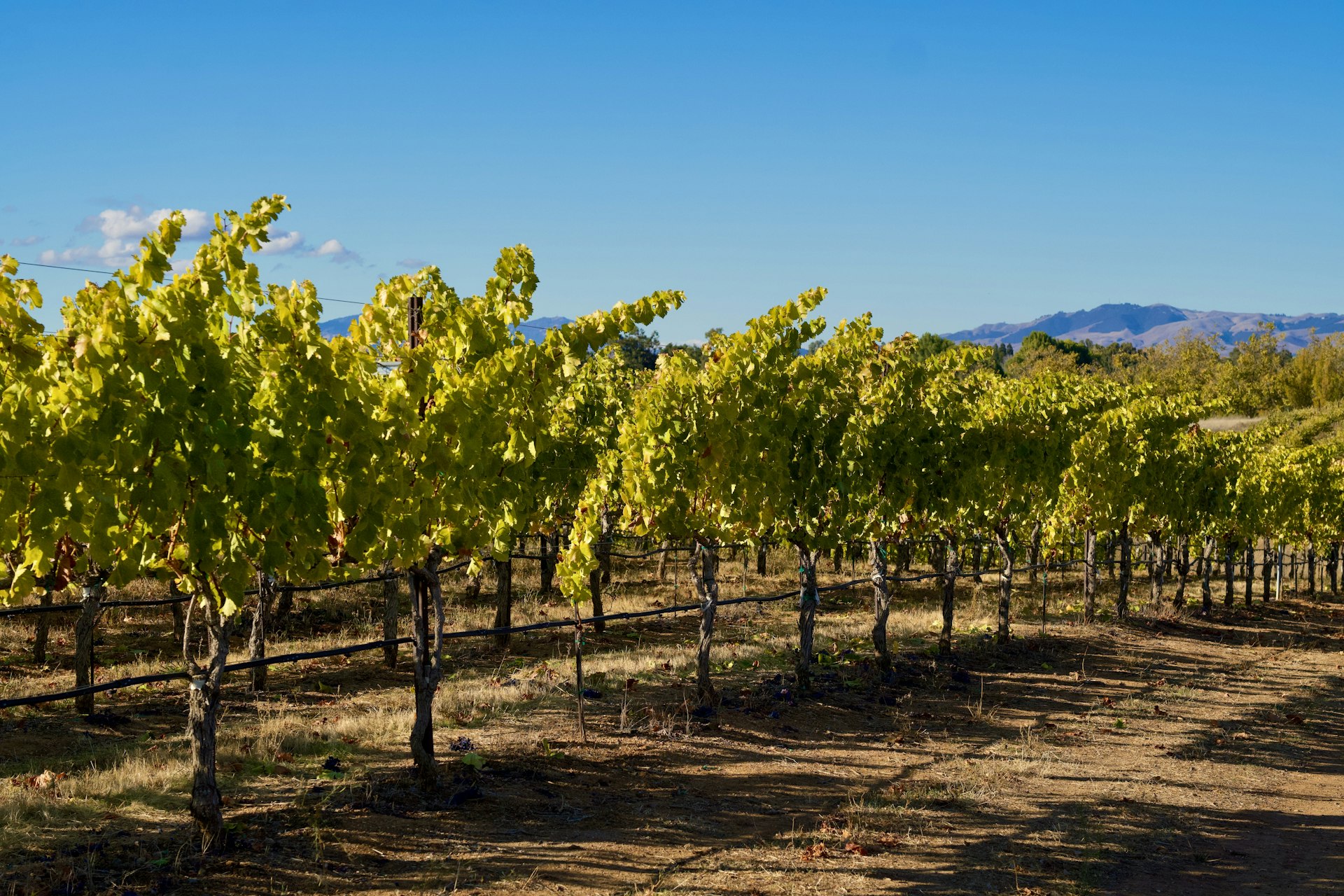 Vineyard rows stretching under a clear blue California sky
