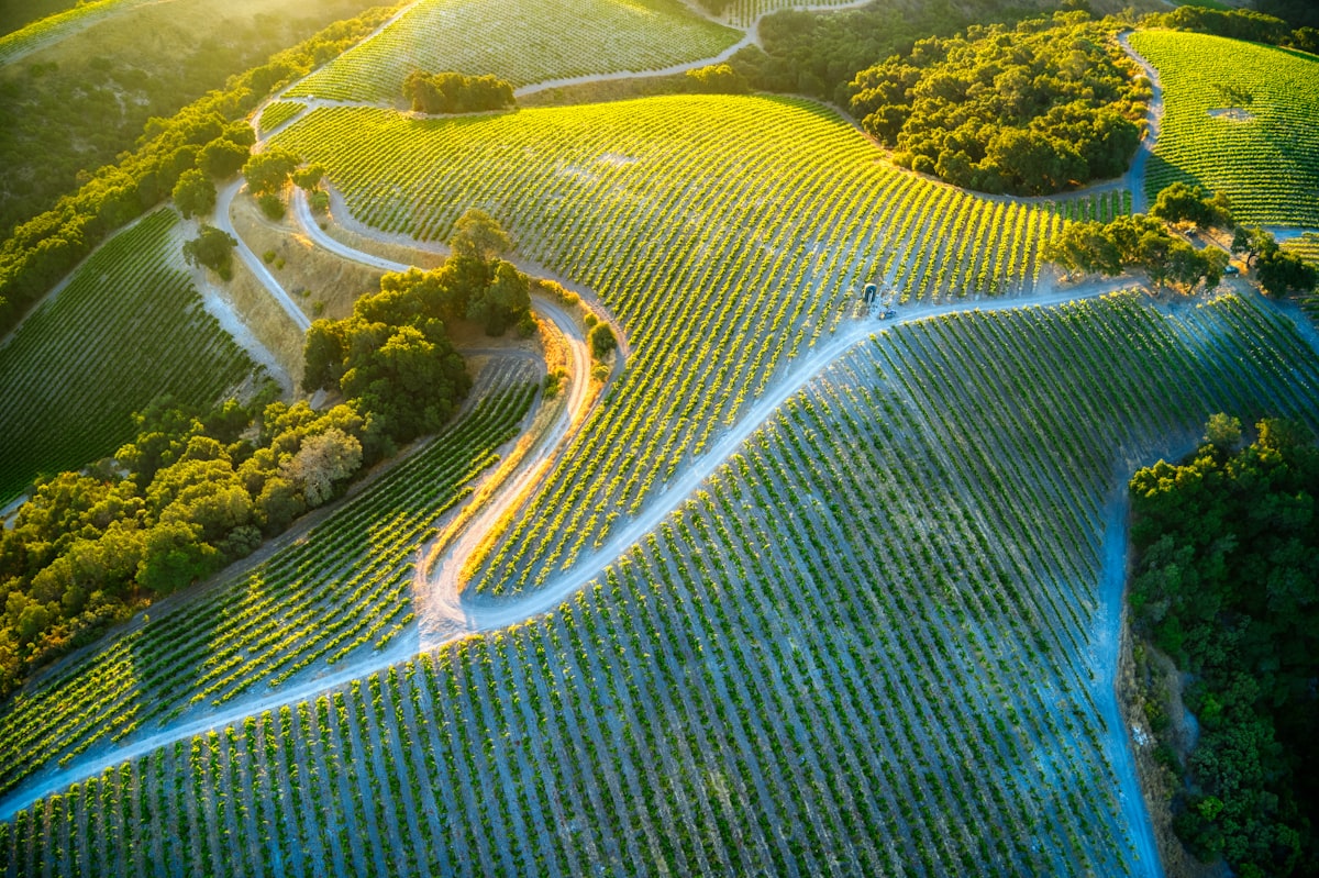Aerial view of irrigated vineyard rows in California