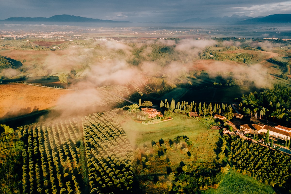 Misty orchard landscape with rows of trained trees