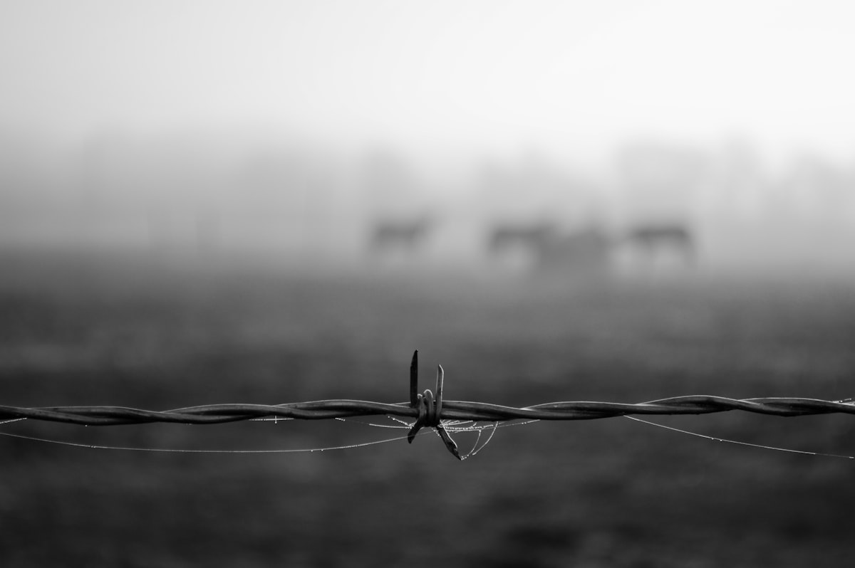 Steel T-post and barbed wire in foggy rural landscape