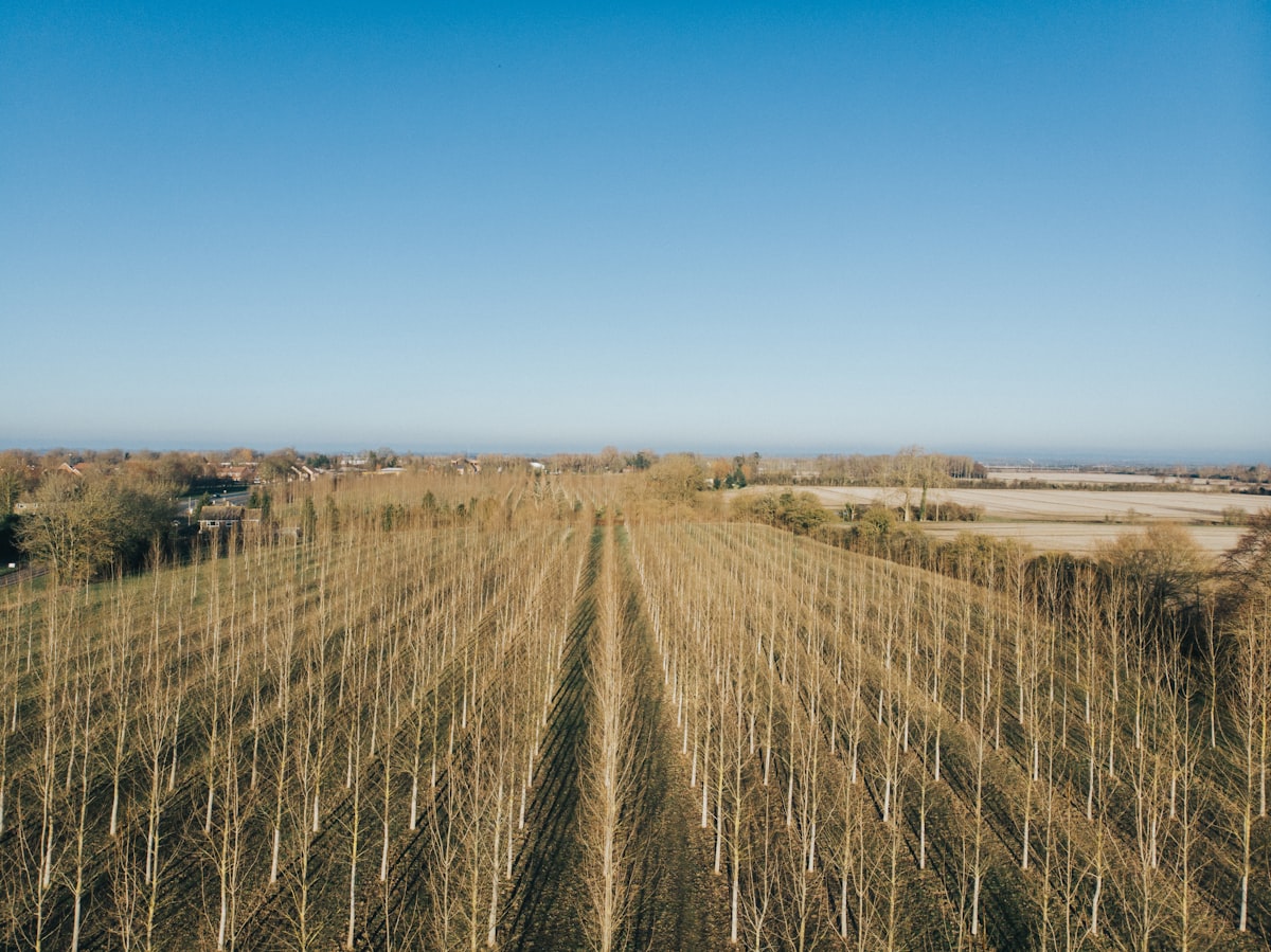 Aerial view of young orchard rows supported by wooden stakes