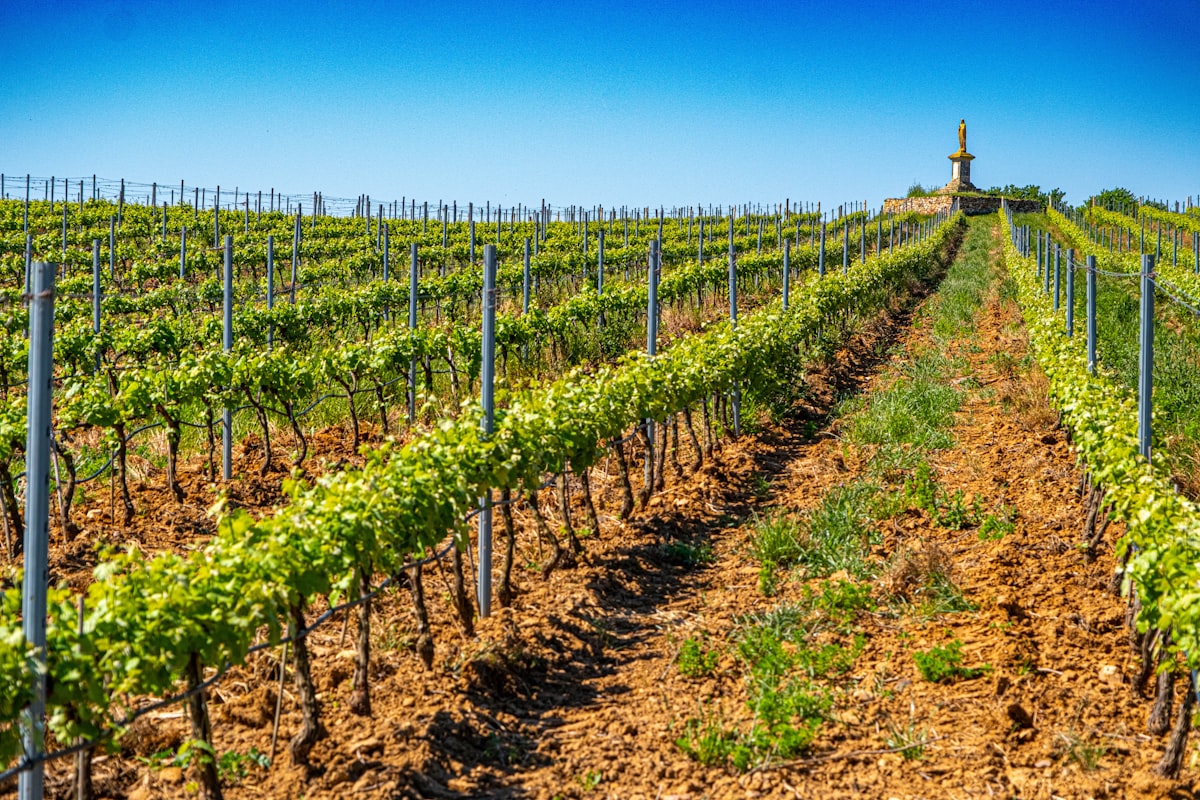 Vineyard rows with trellis wire system stretching towards sunny horizon