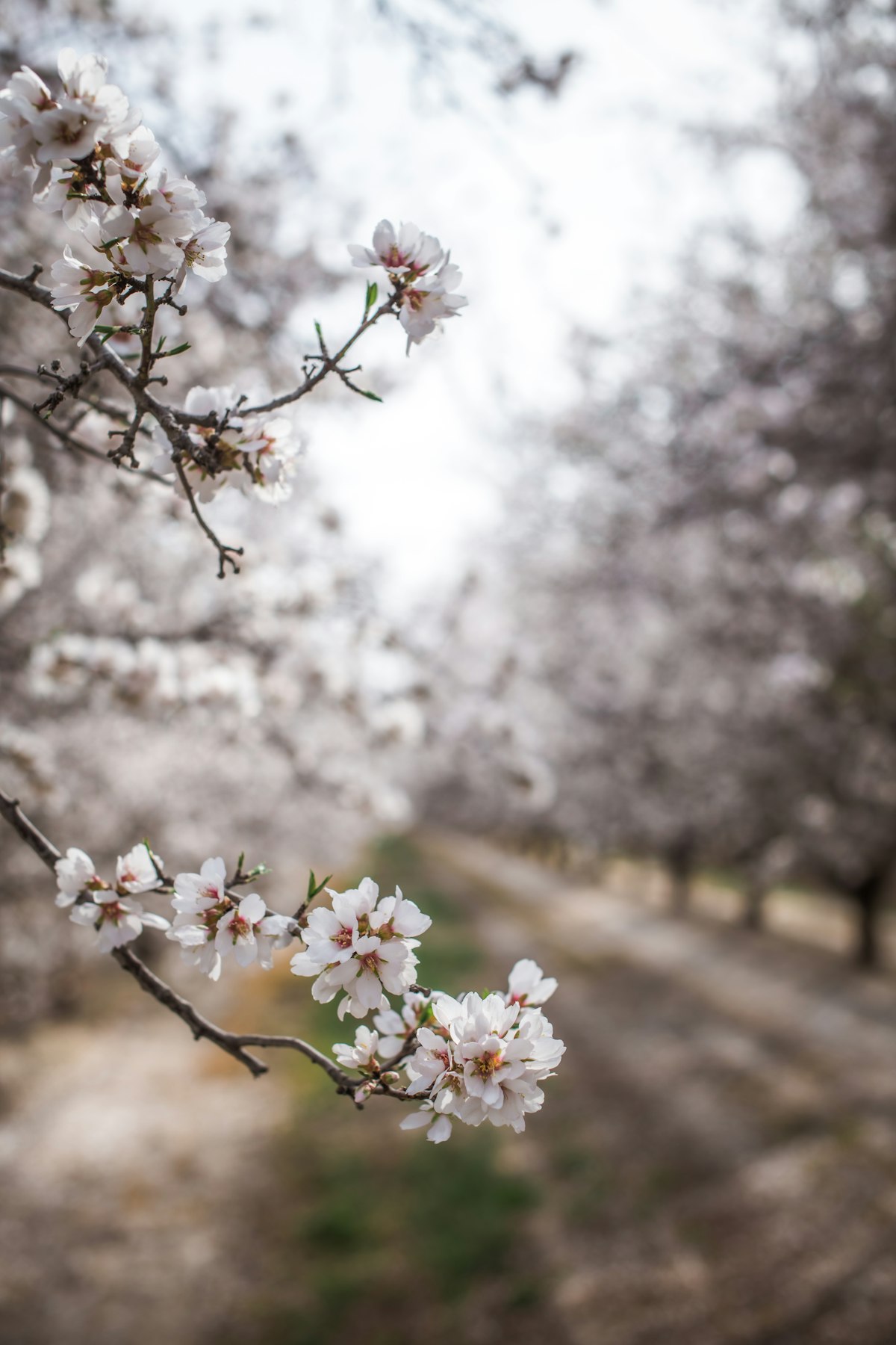 Protective grow tubes and sleeves on young orchard trees