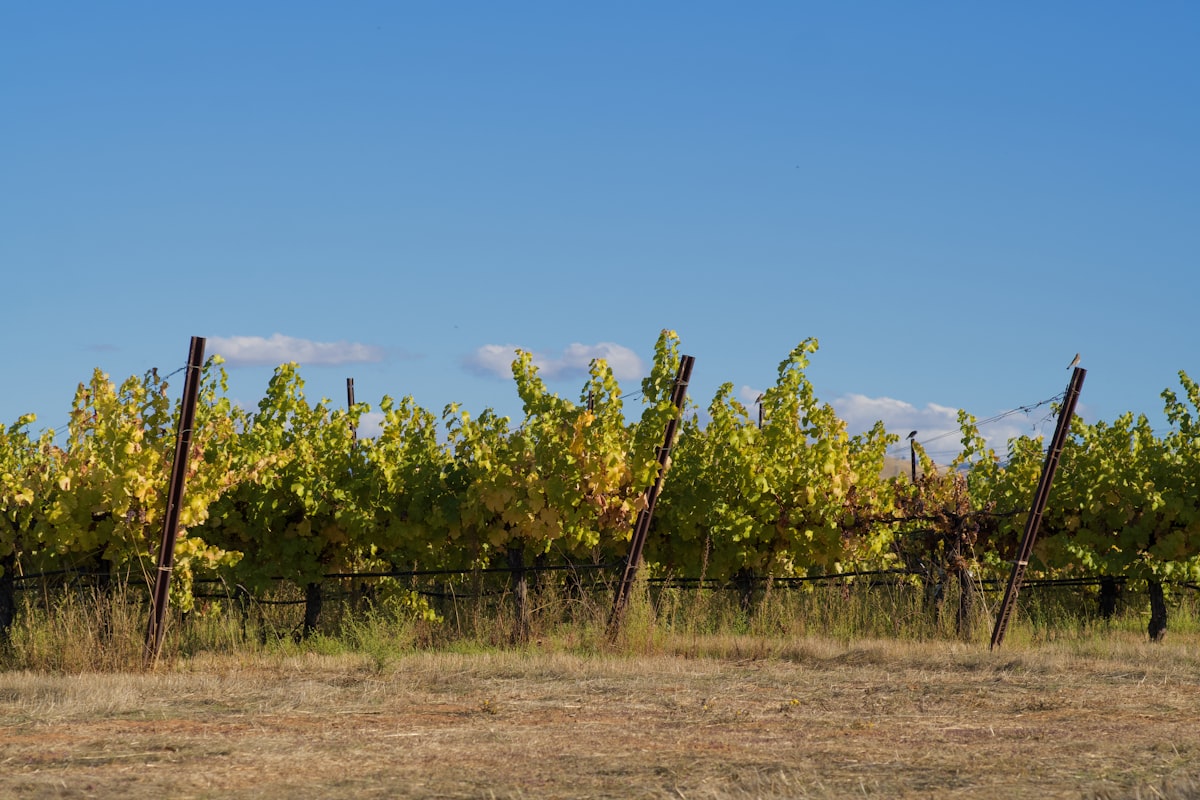 Vineyard rows strung with trellis wire between steel posts